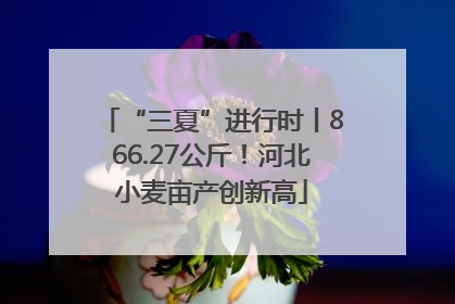 “三夏”进行时丨866.27公斤！河北小麦亩产创新高