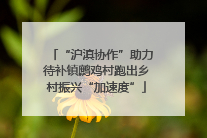 “沪滇协作”助力待补镇鹧鸡村跑出乡村振兴“加速度”