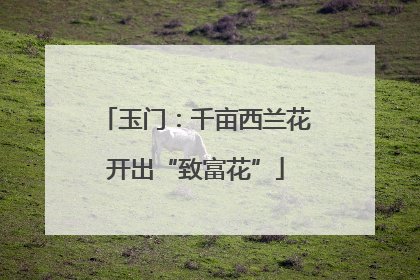 玉门：千亩西兰花开出“致富花”