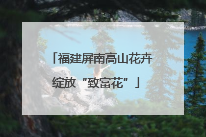 福建屏南高山花卉绽放“致富花”