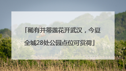 稀有并蒂莲花开武汉，今夏全城28处公园点位可赏荷
