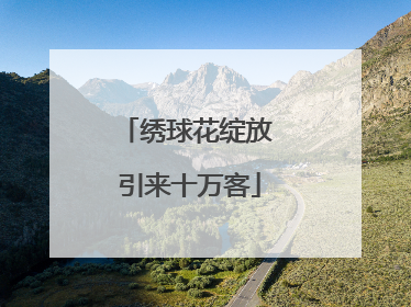 绣球花绽放 引来十万客