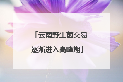 云南野生菌交易逐渐进入高峰期