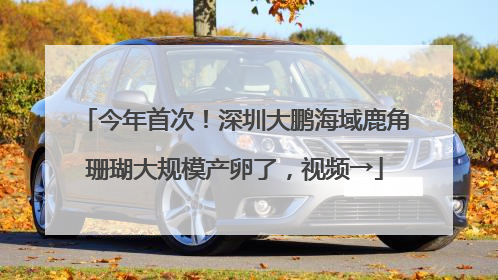 今年首次！深圳大鹏海域鹿角珊瑚大规模产卵了，视频→