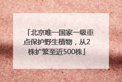 北京唯一国家一级重点保护野生植物，从2株扩繁至近500株