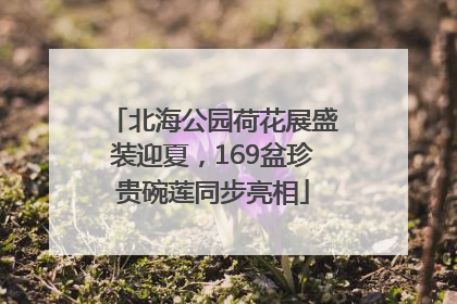 北海公园荷花展盛装迎夏，169盆珍贵碗莲同步亮相