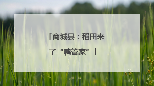 商城县：稻田来了“鸭管家”