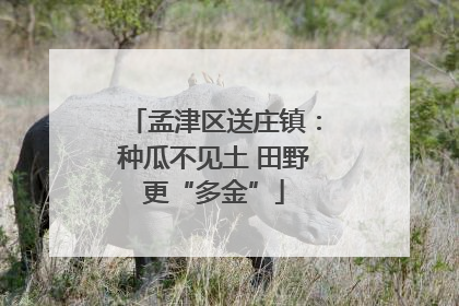 孟津区送庄镇：种瓜不见土 田野更“多金”