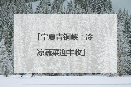 宁夏青铜峡：冷凉蔬菜迎丰收