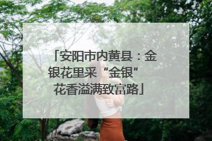 安阳市内黄县：金银花里采“金银” 花香溢满致富路
