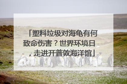 塑料垃圾对海龟有何致命伤害？世界环境日，走进开普敦海洋馆