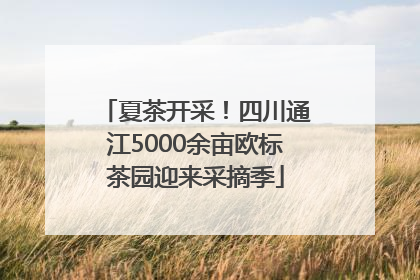 夏茶开采！四川通江5000余亩欧标茶园迎来采摘季