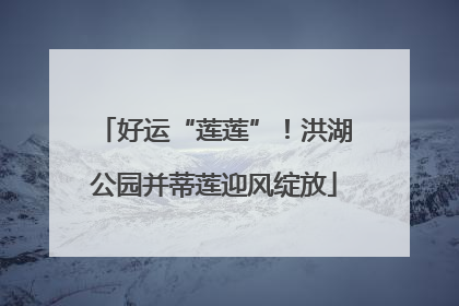 好运“莲莲”！洪湖公园并蒂莲迎风绽放