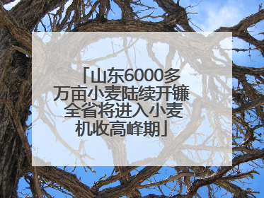 山东6000多万亩小麦陆续开镰 全省将进入小麦机收高峰期