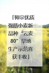 师宗优质强筋小麦新品种“云麦80”旱地生产示范喜获丰收