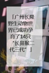广州长隆野生动物世界已成功孕育了14只“长鼻猴二代三代”