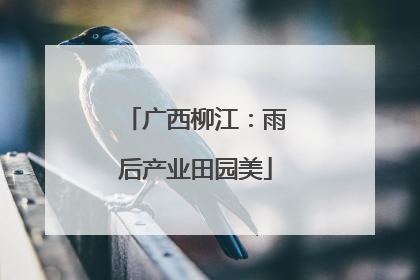 广西柳江：雨后产业田园美