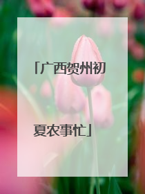 广西贺州初夏农事忙