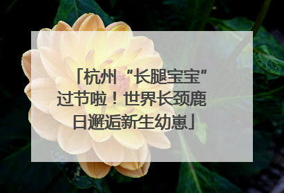 杭州“长腿宝宝”过节啦！世界长颈鹿日邂逅新生幼崽
