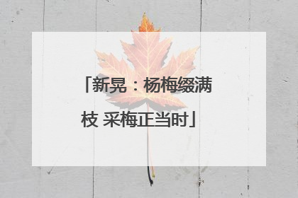 新晃：杨梅缀满枝 采梅正当时