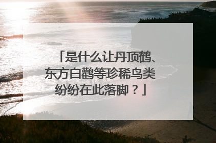 是什么让丹顶鹤、东方白鹳等珍稀鸟类纷纷在此落脚？