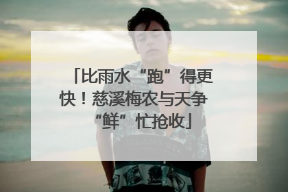 比雨水“跑”得更快！慈溪梅农与天争“鲜”忙抢收