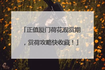 正值厦门荷花观赏期，赏荷攻略快收藏！