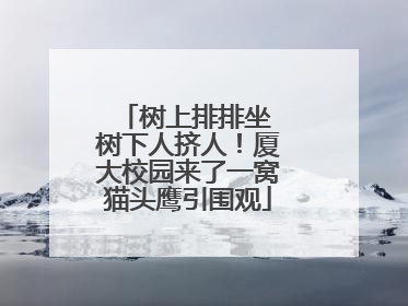 树上排排坐 树下人挤人！厦大校园来了一窝猫头鹰引围观