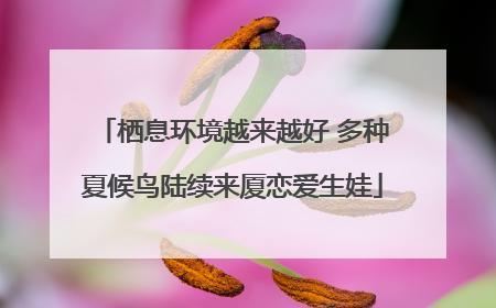 栖息环境越来越好 多种夏候鸟陆续来厦恋爱生娃