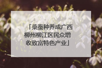 桑蚕种养成广西柳州柳江区民众增收致富特色产业