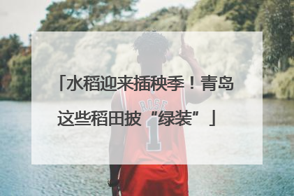 水稻迎来插秧季！青岛这些稻田披“绿装”