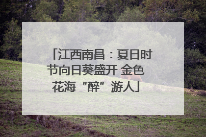 江西南昌：夏日时节向日葵盛开 金色花海“醉”游人