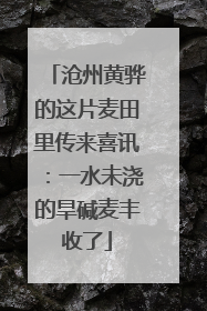 沧州黄骅的这片麦田里传来喜讯：一水未浇的旱碱麦丰收了