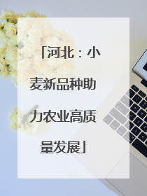 河北：小麦新品种助力农业高质量发展