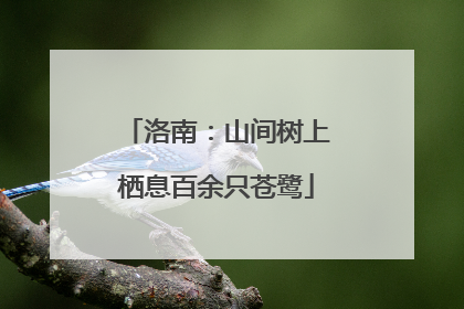 洛南：山间树上栖息百余只苍鹭