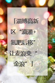 淄博高新区“滴灌+氮肥后移”让麦浪变“金浪”