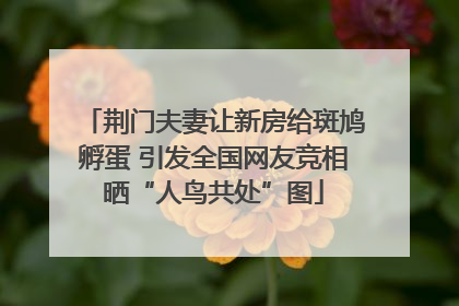 荆门夫妻让新房给斑鸠孵蛋 引发全国网友竞相晒“人鸟共处”图