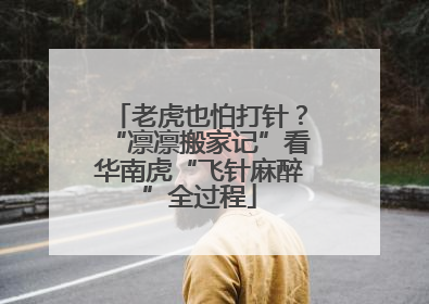老虎也怕打针？“凛凛搬家记”看华南虎“飞针麻醉”全过程