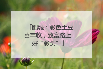 肥城：彩色土豆喜丰收，致富路上好“彩头”