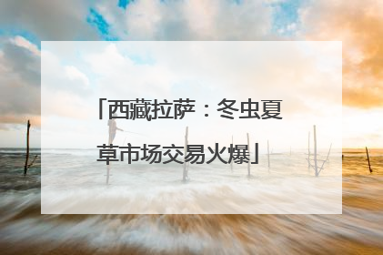 西藏拉萨：冬虫夏草市场交易火爆