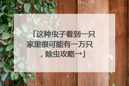 这种虫子看到一只家里很可能有一万只，除虫攻略→