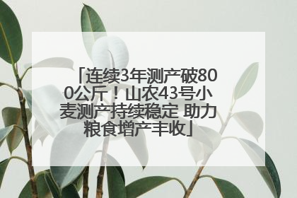 连续3年测产破800公斤！山农43号小麦测产持续稳定 助力粮食增产丰收