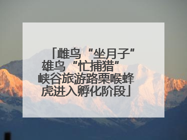 雌鸟“坐月子”雄鸟“忙捕猎” 峡谷旅游路栗喉蜂虎进入孵化阶段