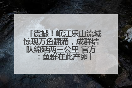 震撼！岷江乐山流域惊现万鱼翻涌，成群结队绵延两三公里 官方：鱼群在此产卵