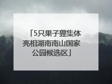 5只果子狸集体亮相湖南南山国家公园候选区